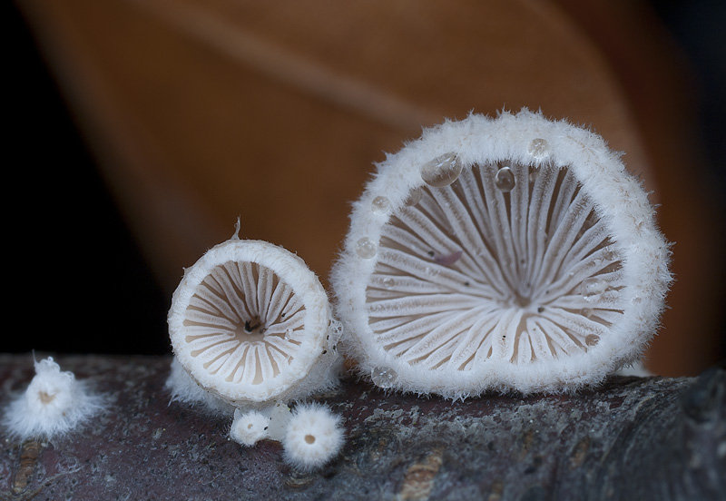 Schizophyllum commune